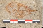 Foto (Detailansicht) von Quercus palaeoilex Ettingshausen (NHMW-GEO-2024-0188-6368)